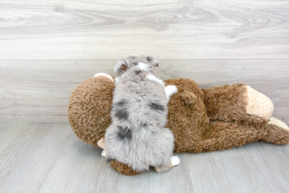 Petite Miniature Austrailian Shepherd Purebred Puppy