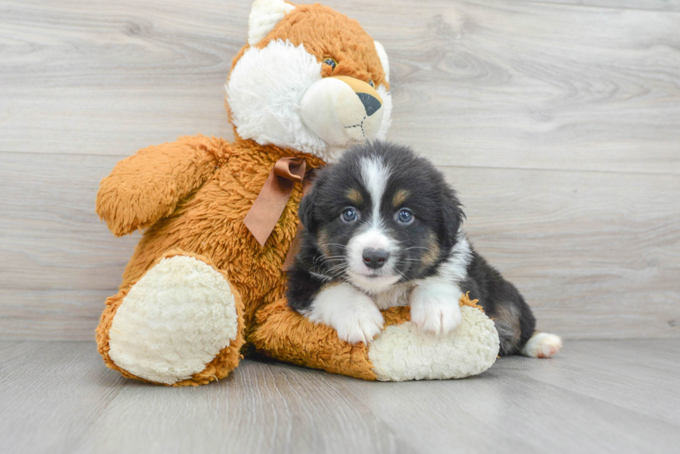 Mini Aussie Pup Being Cute