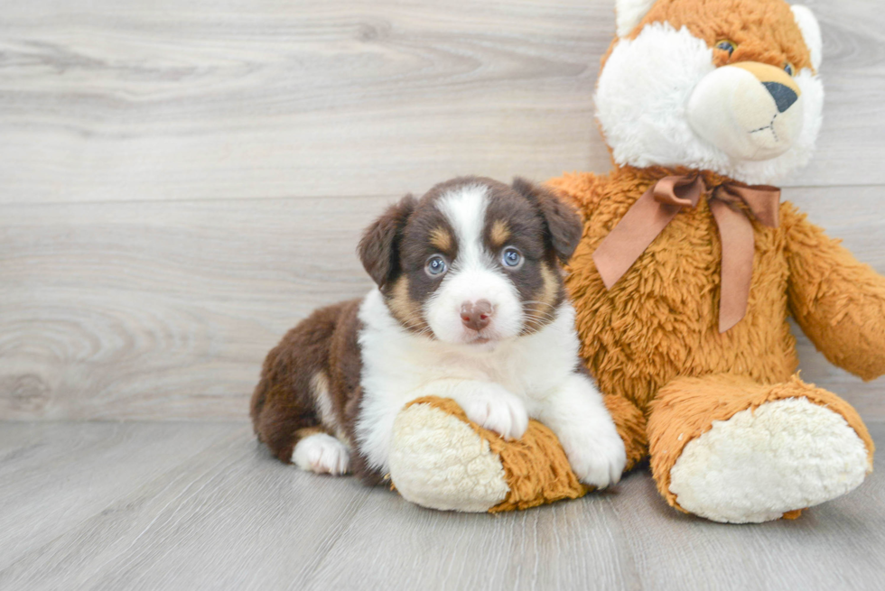 Friendly Mini Aussie Purebred Pup