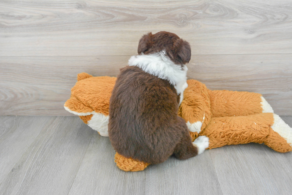 Mini Aussie Pup Being Cute