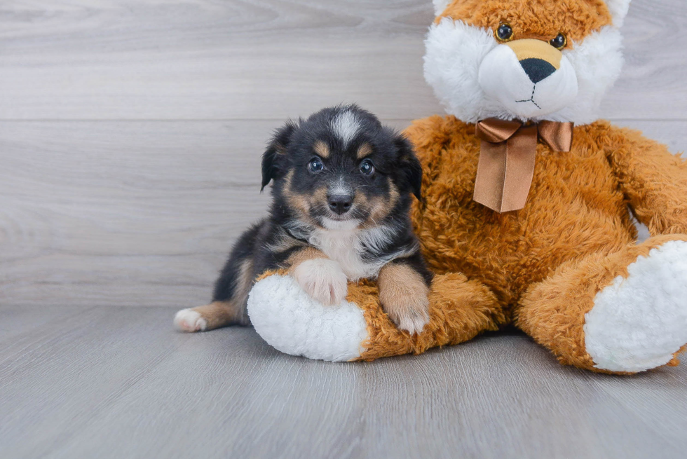 Happy Miniature Austrailian Shepherd Purebred Puppy