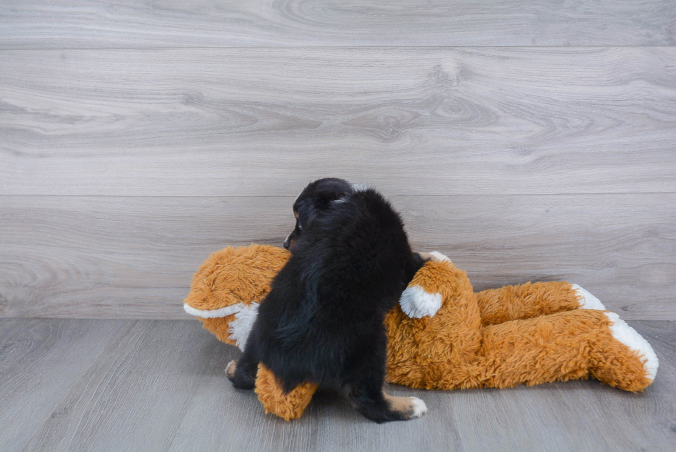 Mini Aussie Puppy for Adoption