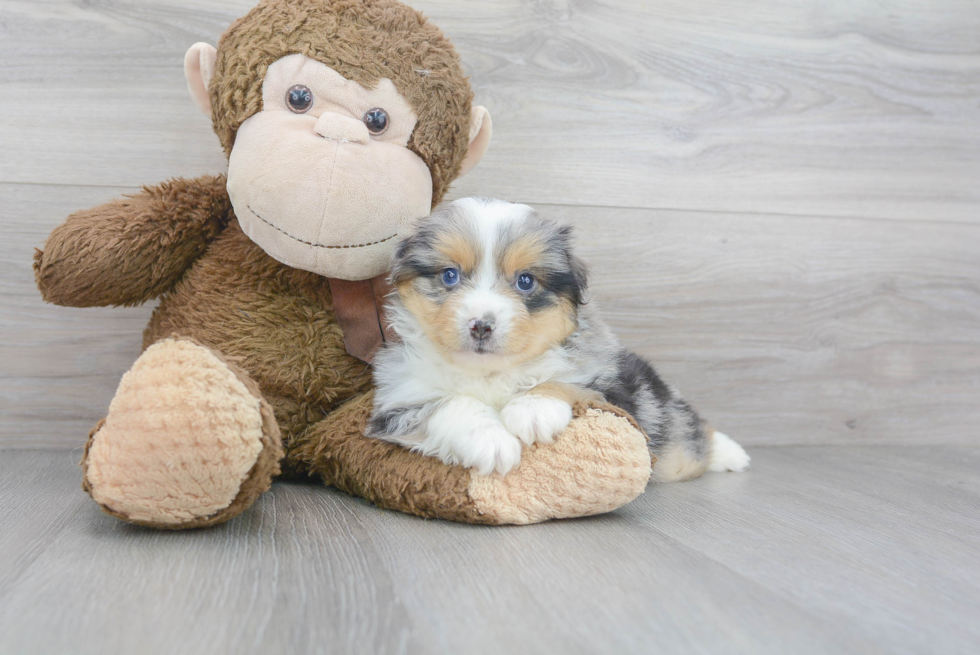 Little Mini Aussie Purebred Pup