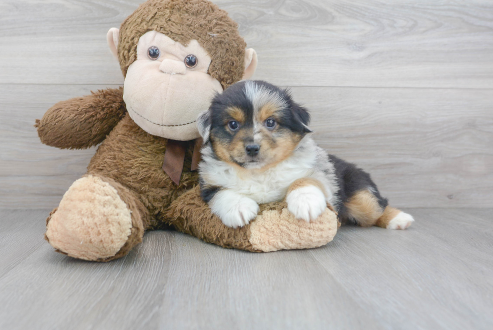 Friendly Mini Aussie Purebred Pup