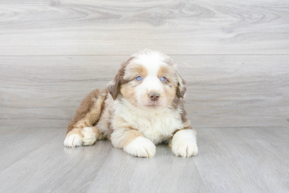 Mini Aussie Pup Being Cute