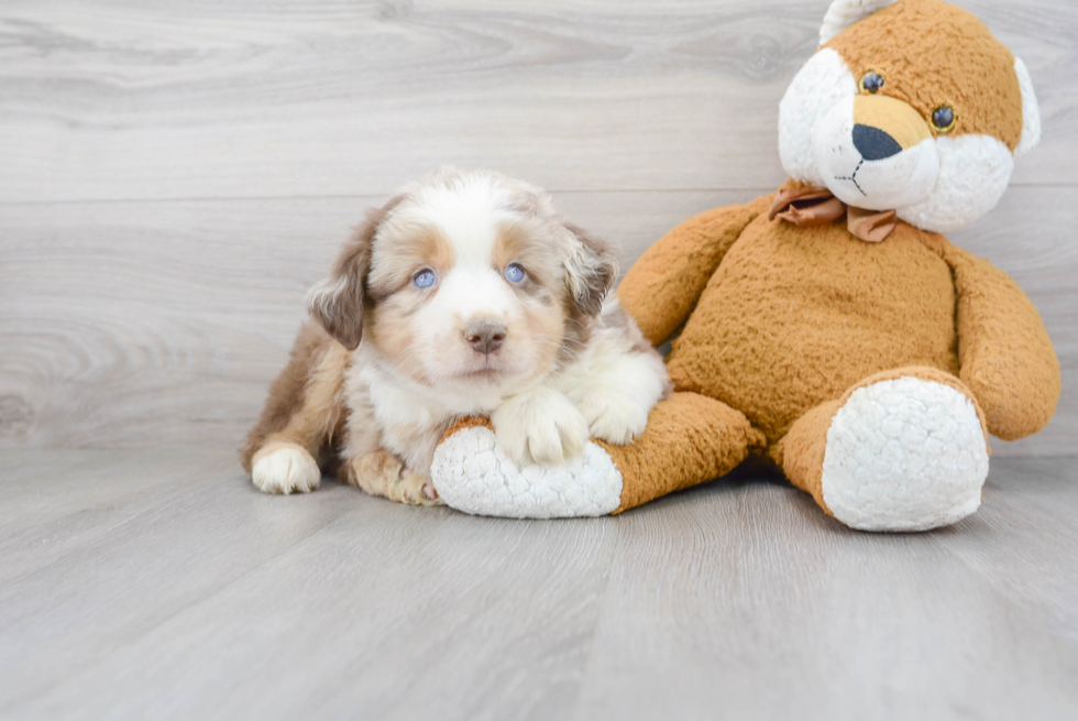 Mini Aussie Puppy for Adoption