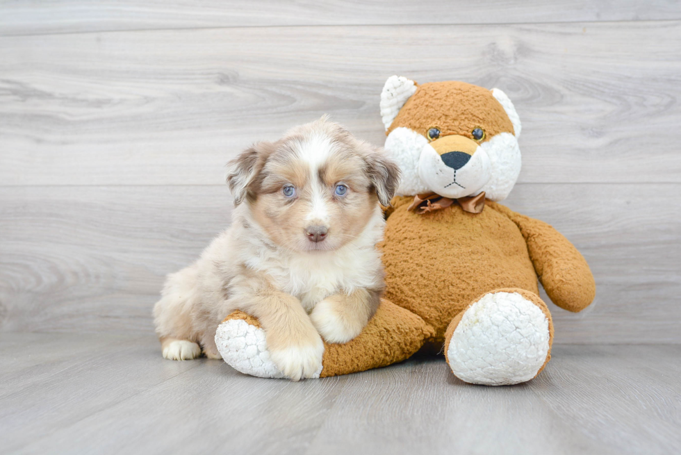 Friendly Mini Aussie Baby