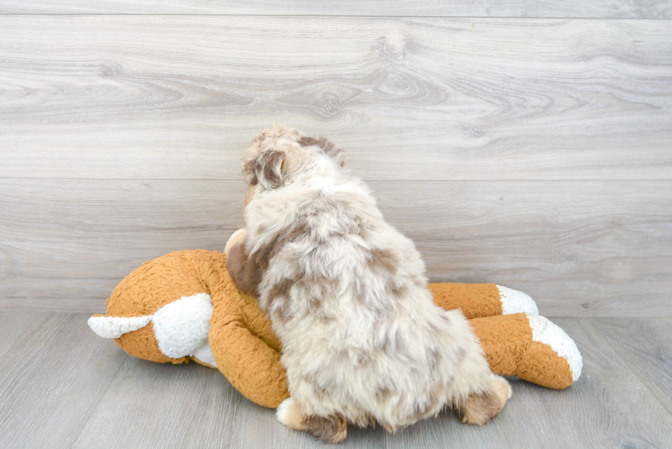 Little Mini Aussie Baby