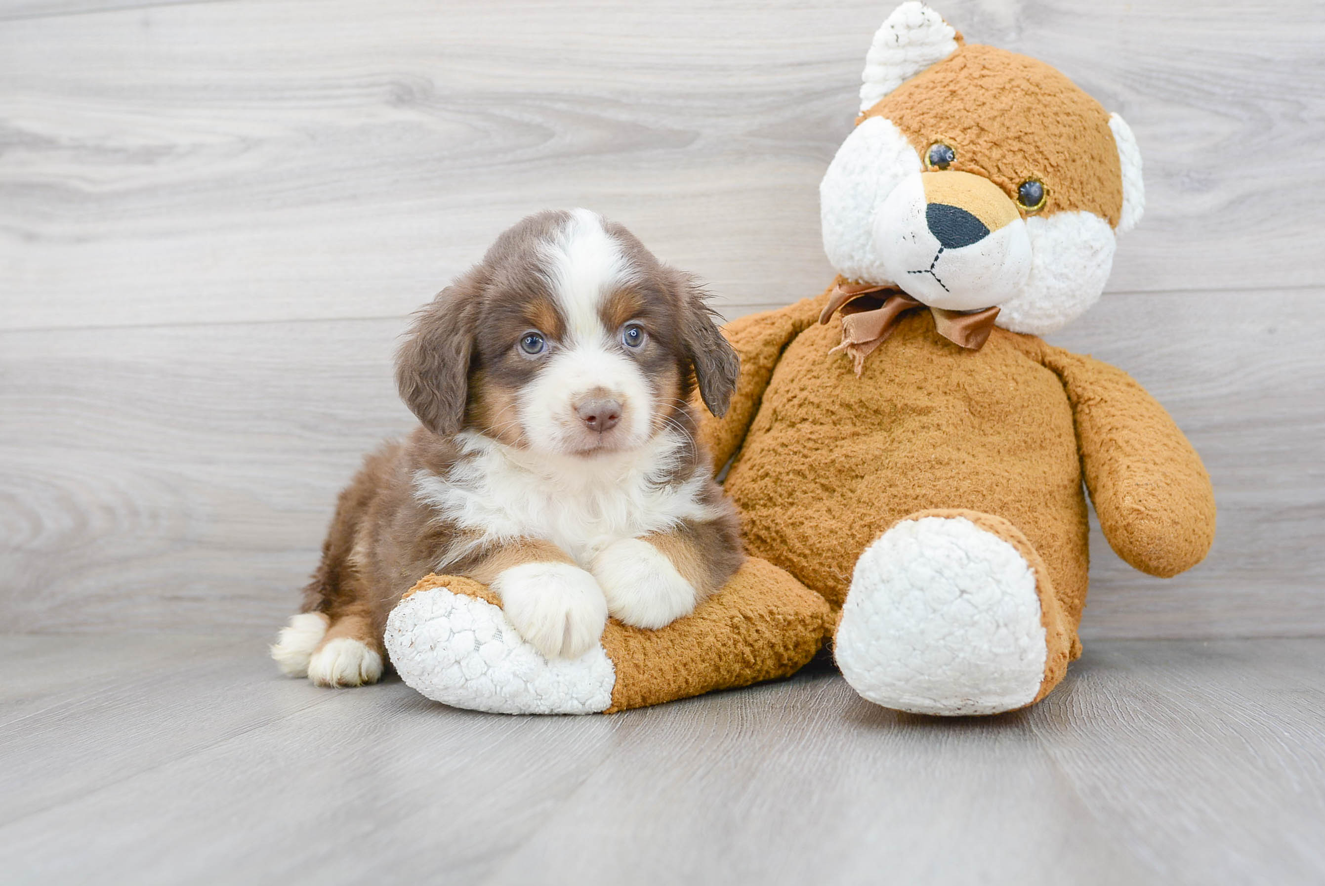 Best Mini Aussie Baby