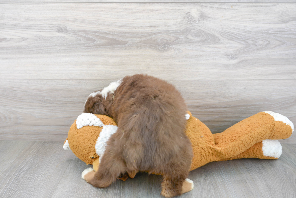 Best Mini Aussie Baby