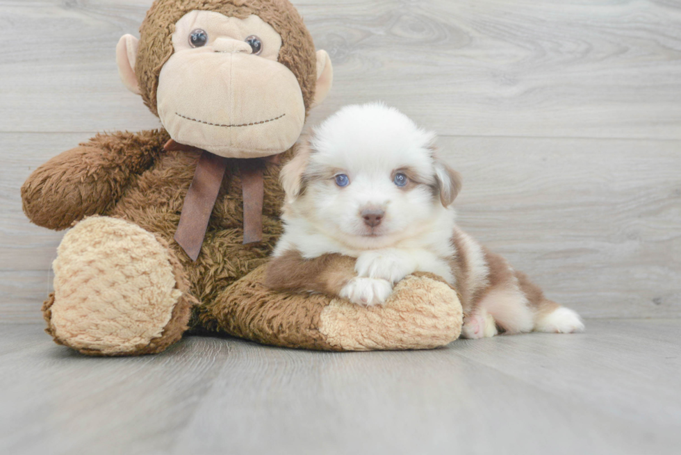 Mini Aussie Pup Being Cute