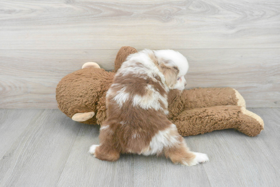 Mini Aussie Pup Being Cute
