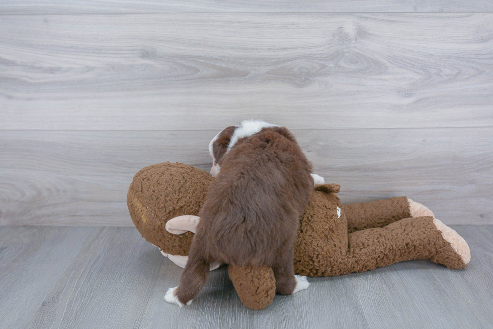 Akc Registered Mini Aussie Baby