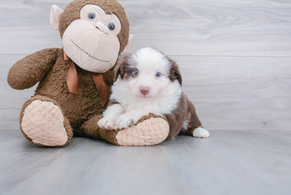 Akc Registered Mini Aussie Baby