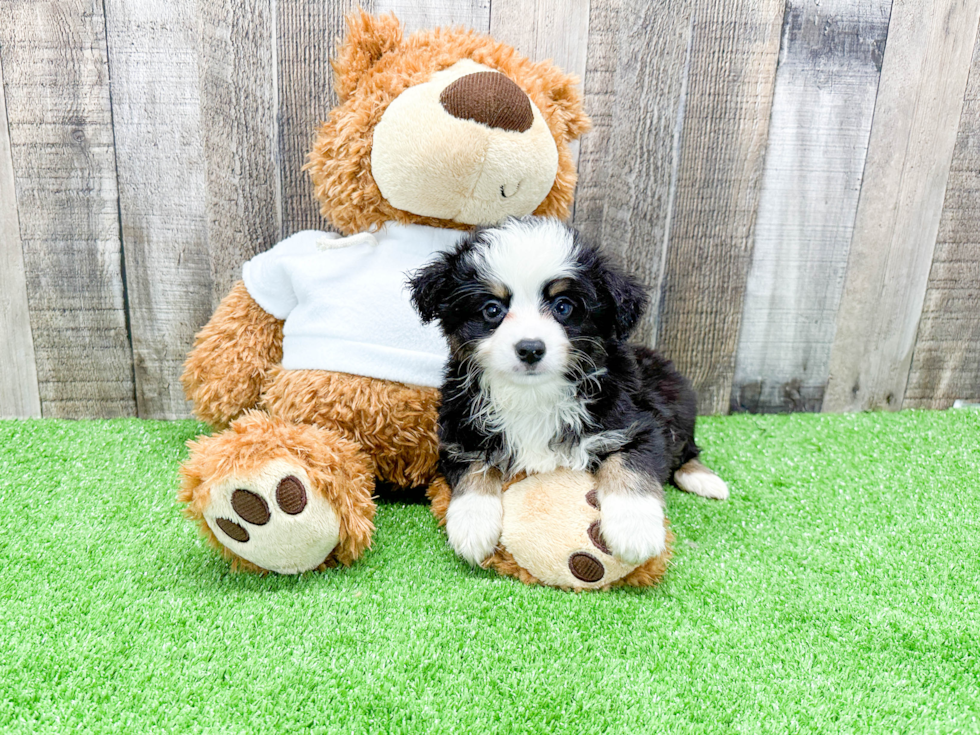 Akc Registered Mini Aussie Baby