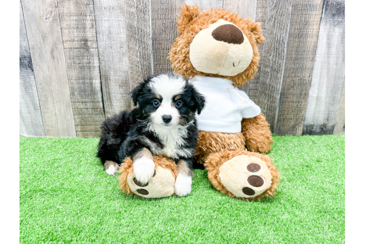 Smart Miniature Austrailian Shepherd Purebred Puppy