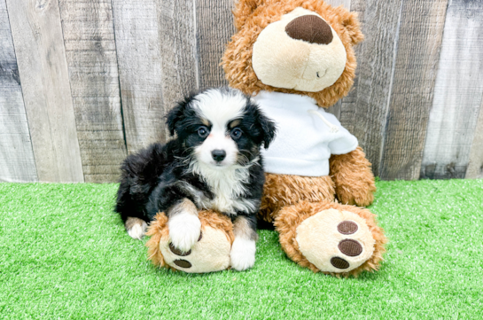 Smart Miniature Austrailian Shepherd Purebred Puppy