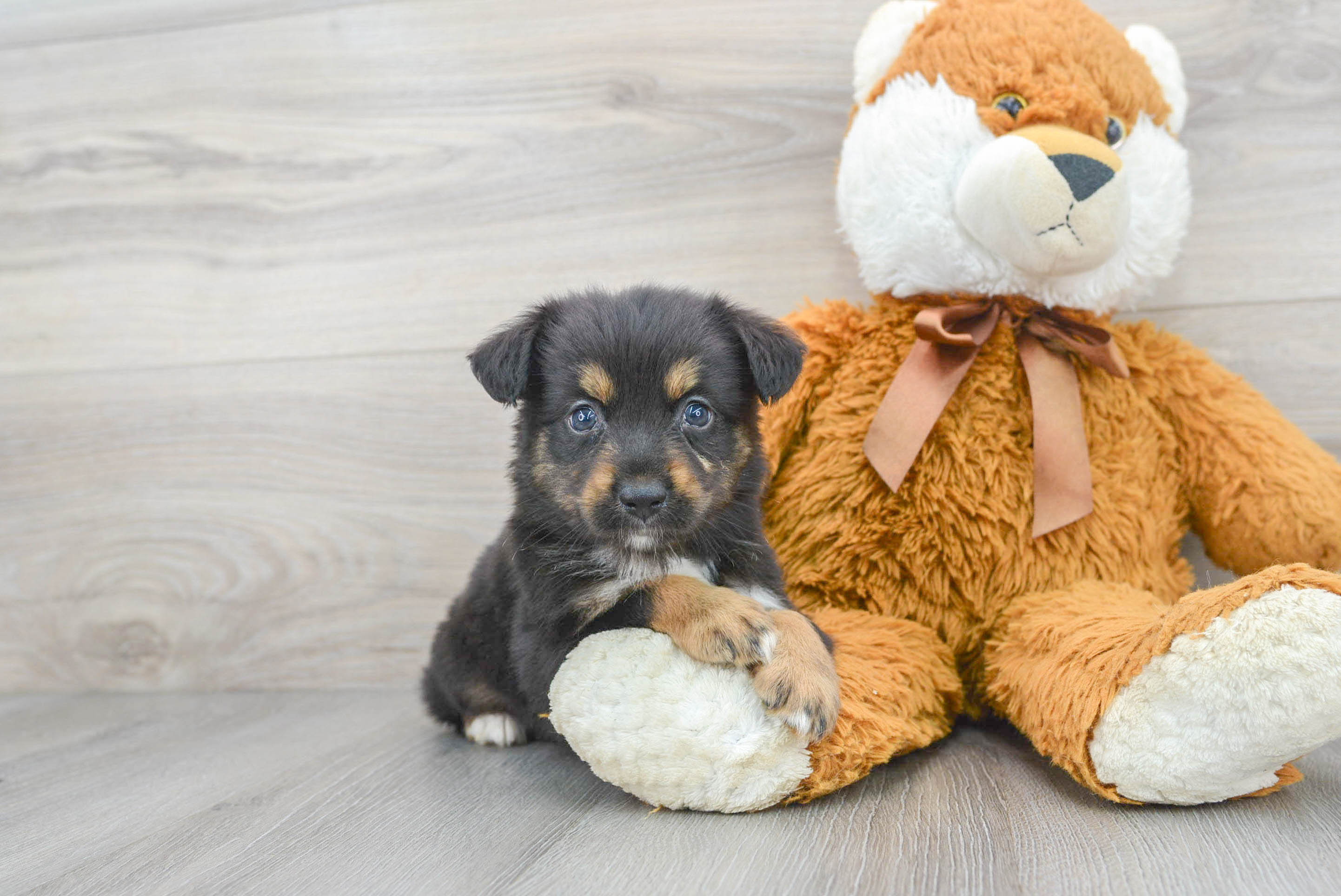 Mini Aussie Puppy for Adoption