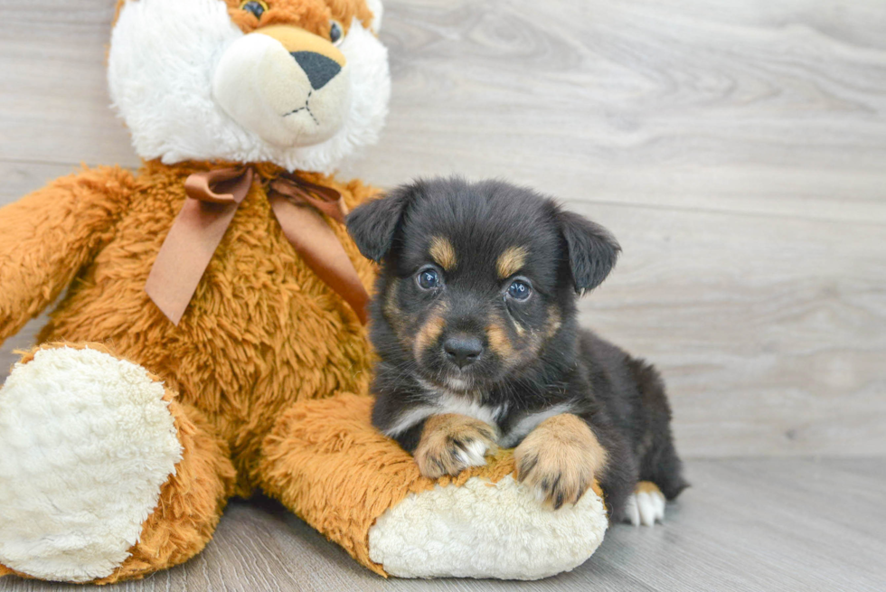 Best Mini Aussie Baby