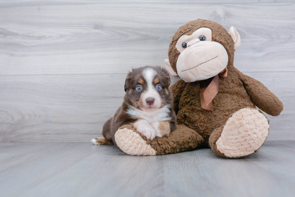 Small Mini Aussie Purebred Pup