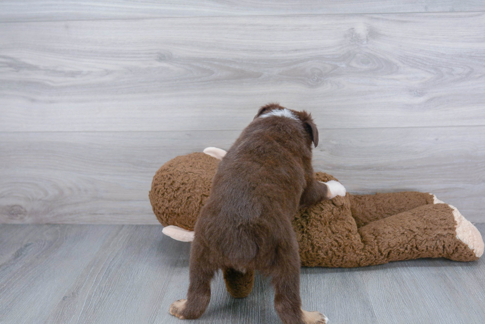 Best Mini Aussie Baby