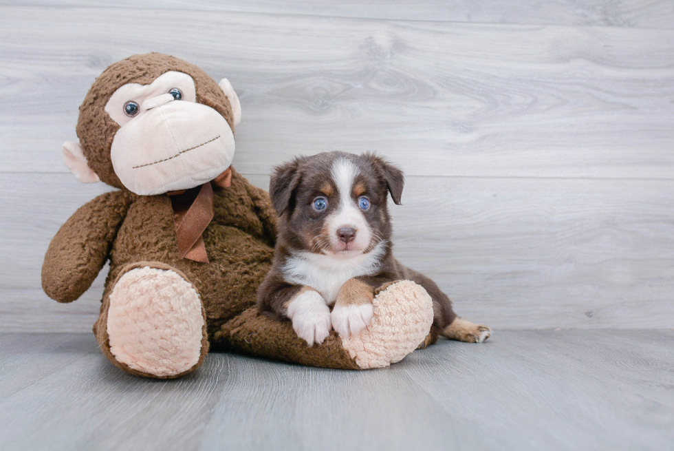Friendly Mini Aussie Baby