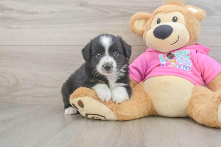 Mini Aussie Pup Being Cute