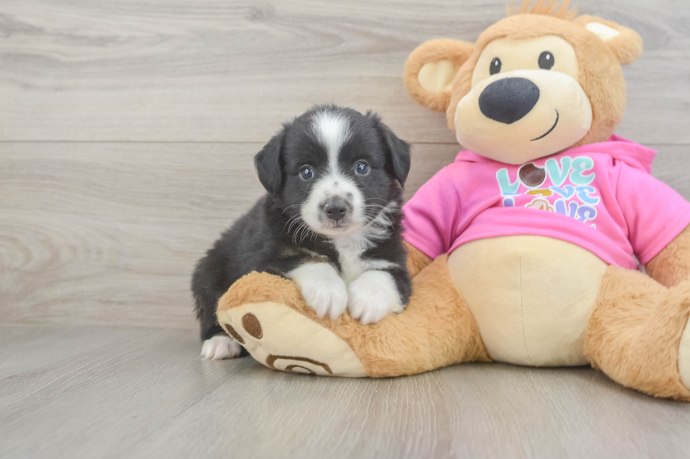 Mini Aussie Pup Being Cute