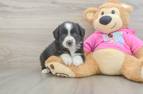 Mini Aussie Pup Being Cute