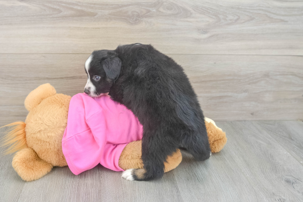 Friendly Mini Aussie Purebred Pup