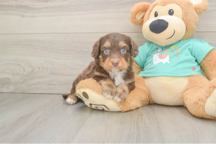 Playful Mini Aussiepoodle Poodle Mix Puppy