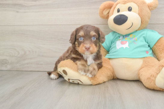Playful Mini Aussiepoodle Poodle Mix Puppy
