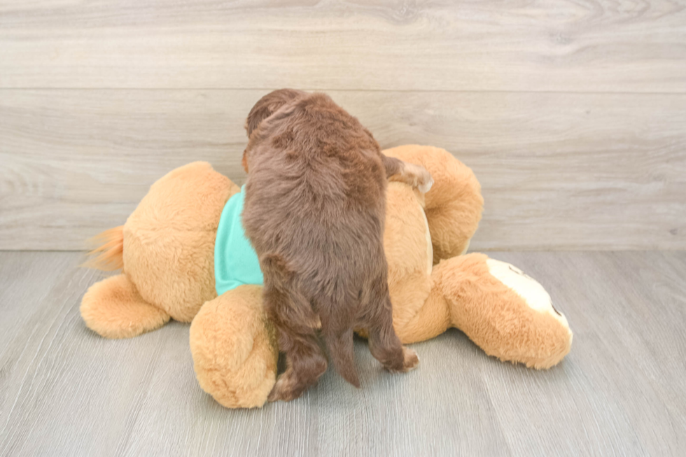 Mini Aussiedoodle Puppy for Adoption