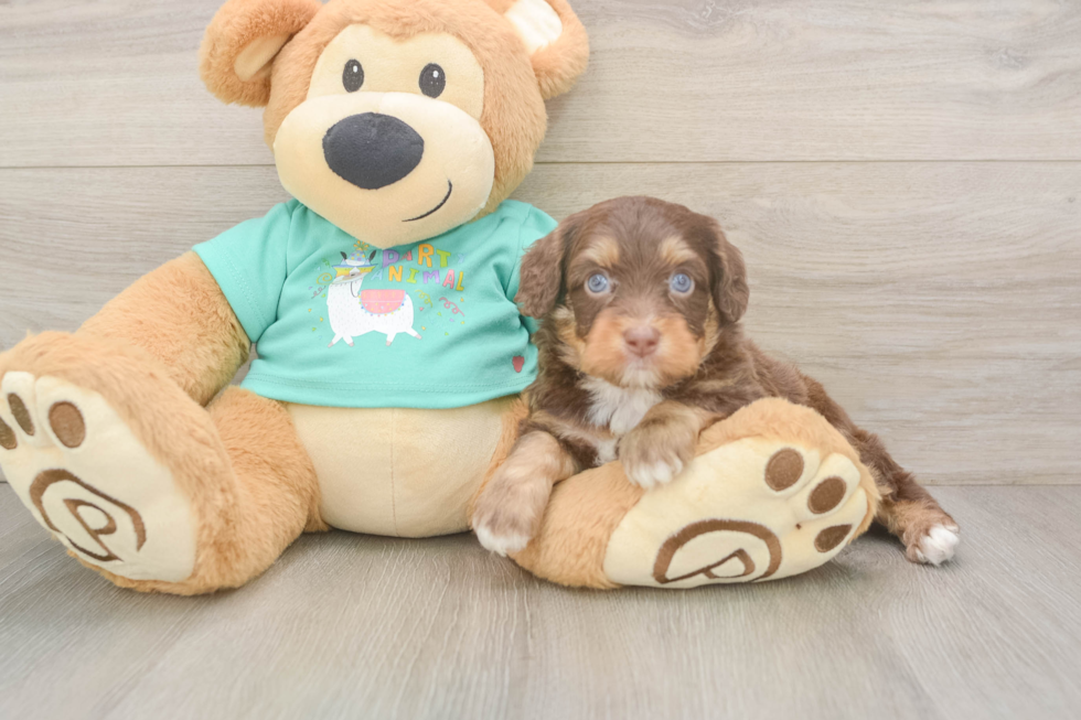 Friendly Mini Aussiedoodle Baby