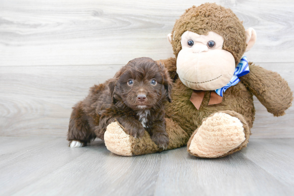 Sweet Mini Aussiedoodle Baby