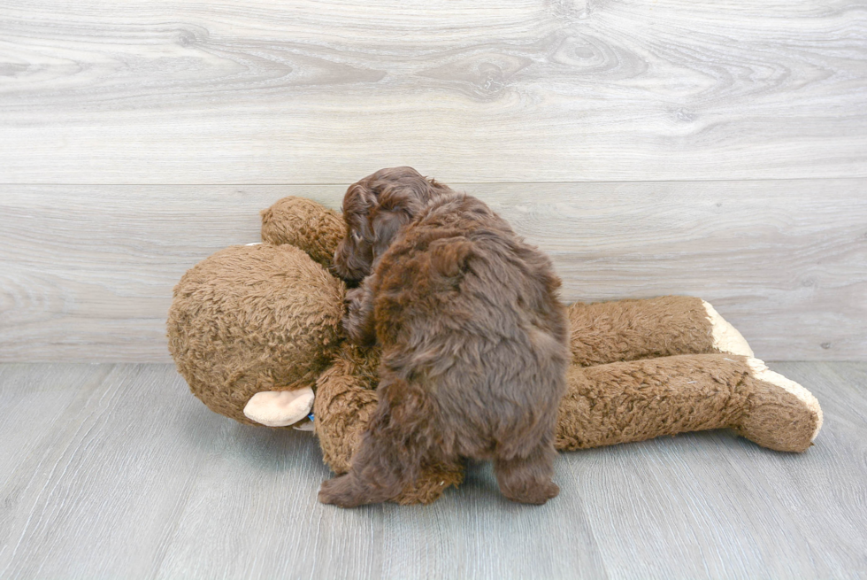 Mini Aussiedoodle Pup Being Cute