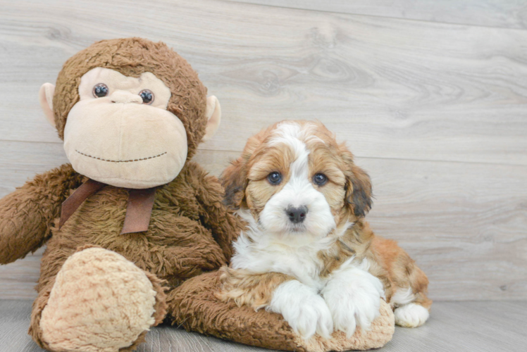 Happy Mini Aussiedoodle Baby