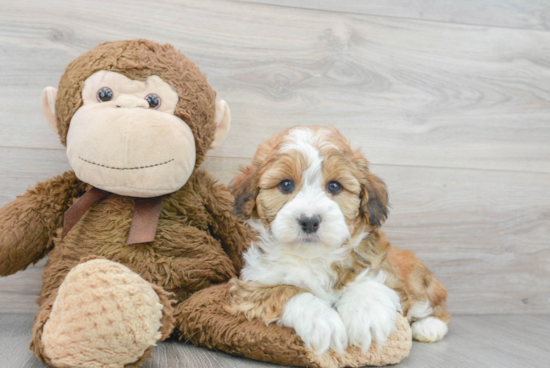 Happy Mini Aussiedoodle Baby
