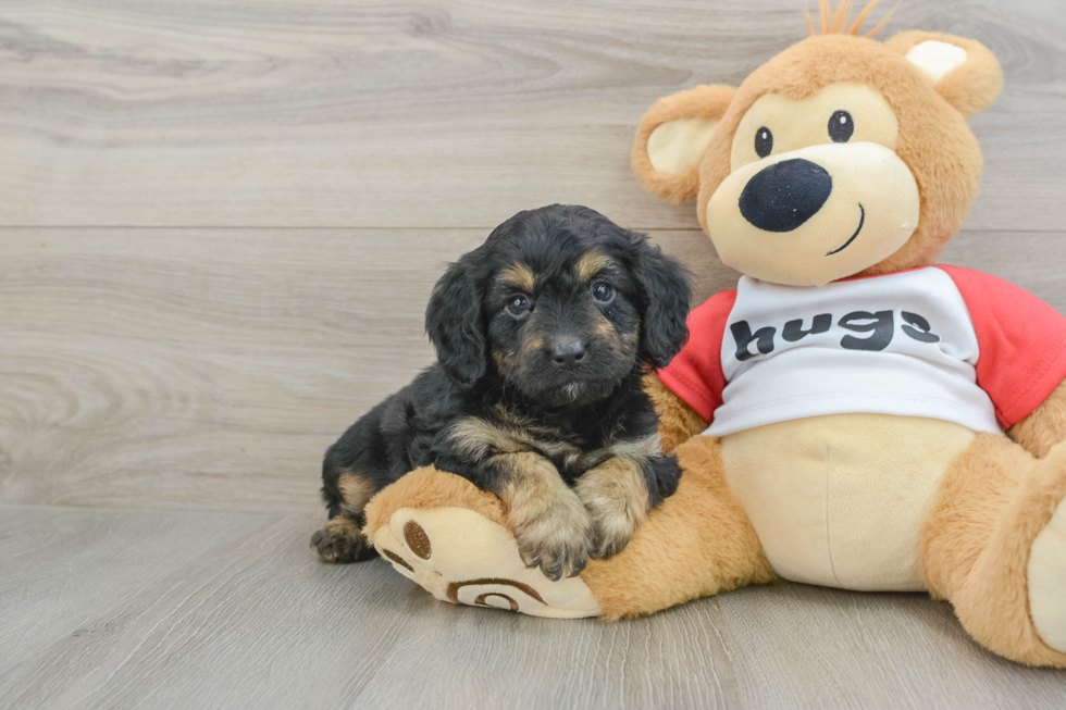 Mini Aussiedoodle Puppy for Adoption