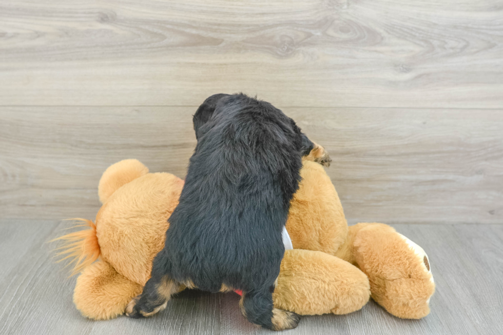 Mini Aussiedoodle Pup Being Cute