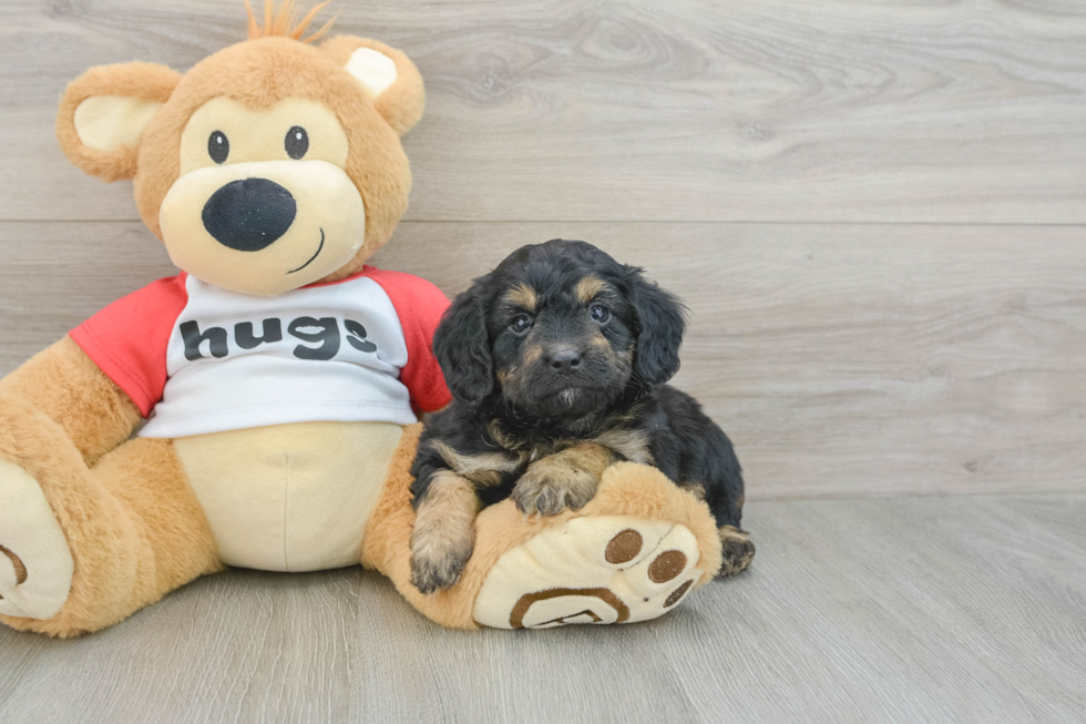 Best Mini Aussiedoodle Baby