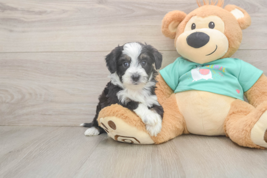 Happy Mini Aussiedoodle Baby
