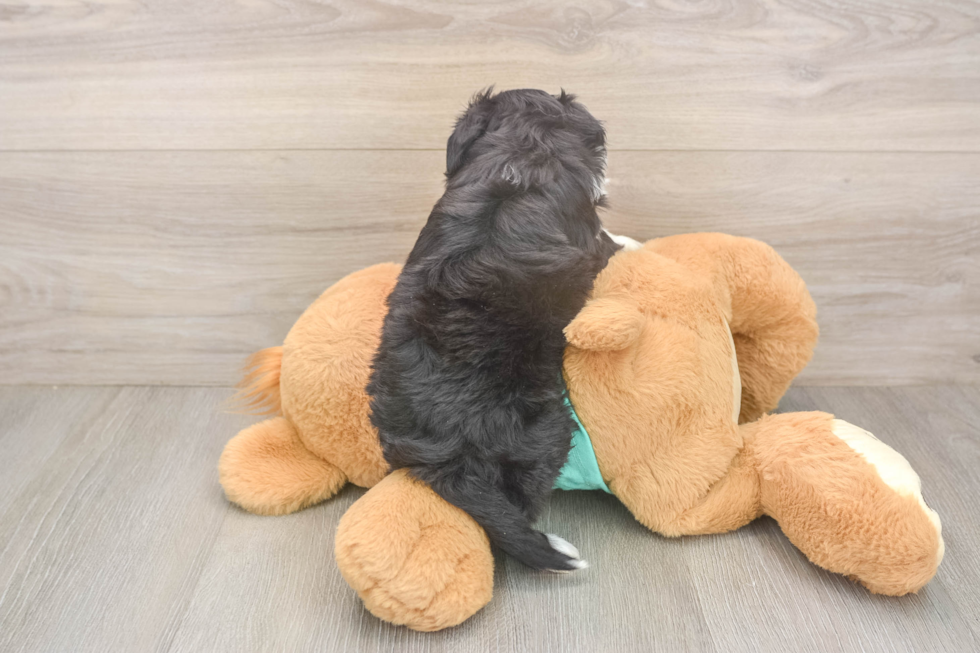 Best Mini Aussiedoodle Baby