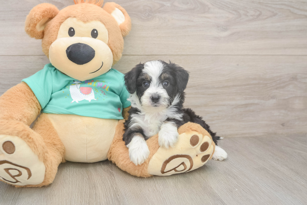 Mini Aussiedoodle Pup Being Cute