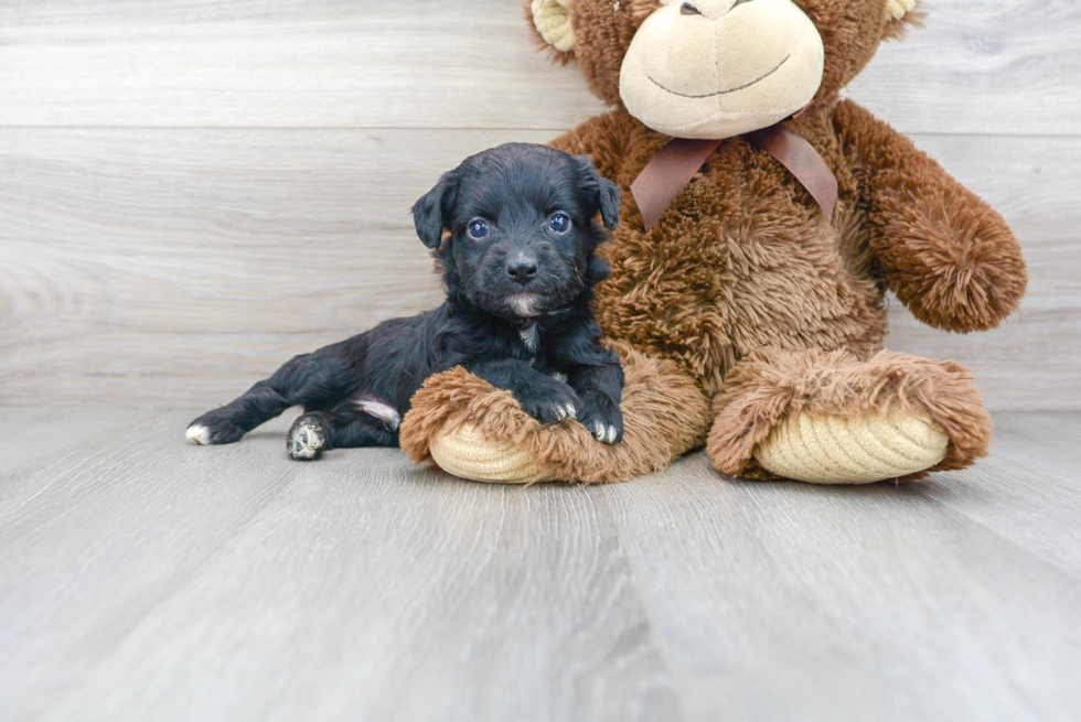 Mini Aussiedoodle Puppy for Adoption