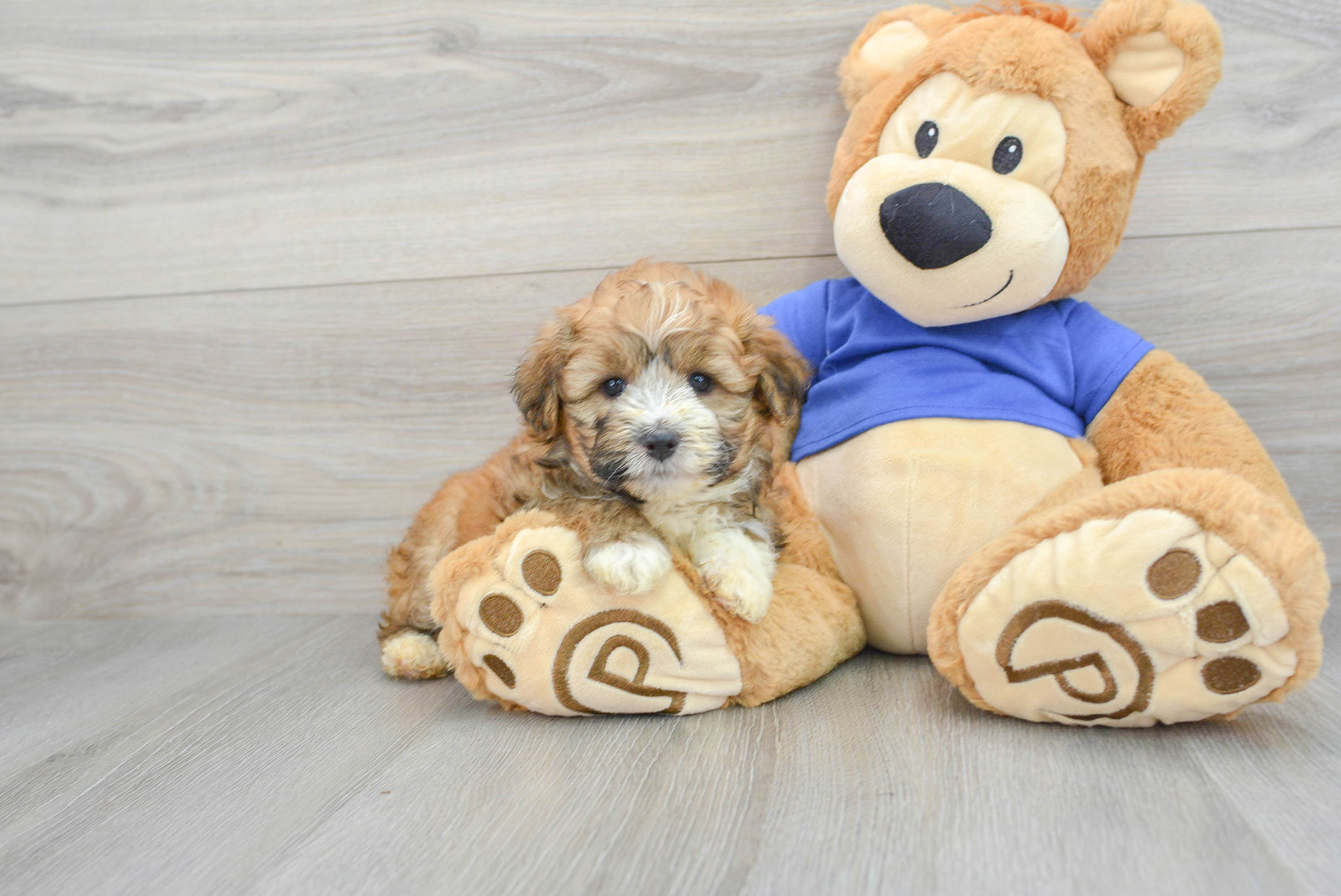 Best Mini Aussiedoodle Baby