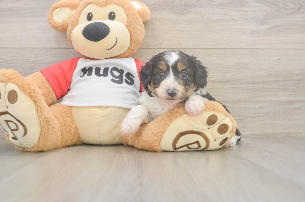 8 week old Mini Aussiedoodle Puppy For Sale - Premier Pups