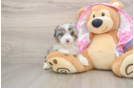 Mini Aussiedoodle Pup Being Cute