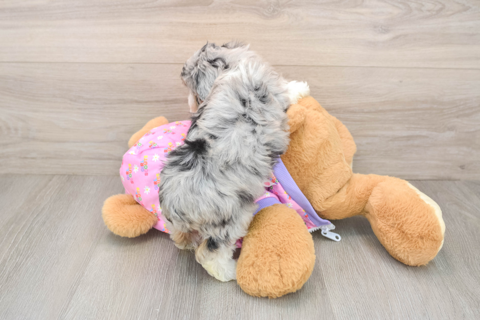 Sweet Mini Aussiedoodle Baby