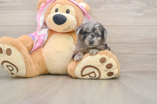 Adorable Aussiepoo Poodle Mix Puppy